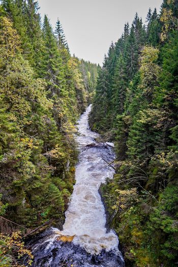 Norway, forest scenery