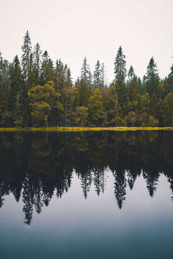 Reflection ,Wilderness ,Forest ,Lake ,Larch.