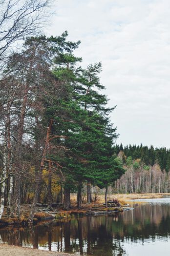 Forest scenery, Oslo